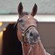 Image for article titled Goodbye, Big Brown; You're In A Better Place Now ... Jersey